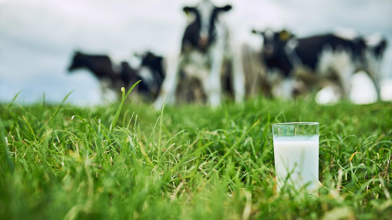Glass of milk in a paddock with blurred cows in the background